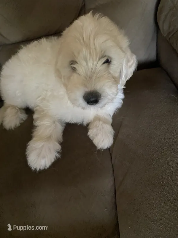 Milo – Goldendoodle puppy for sale in Arab, AL