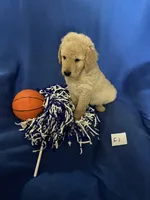 Daisy, a female Goldendoodle for sale in Arab, AL – 6 of 10
