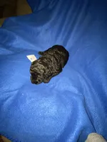 Asher, a male Goldendoodle for sale in Arab, AL – 4 of 5