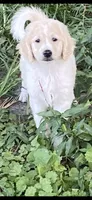 Reece, a female Goldendoodle for sale in Arab, AL – 2 of 9