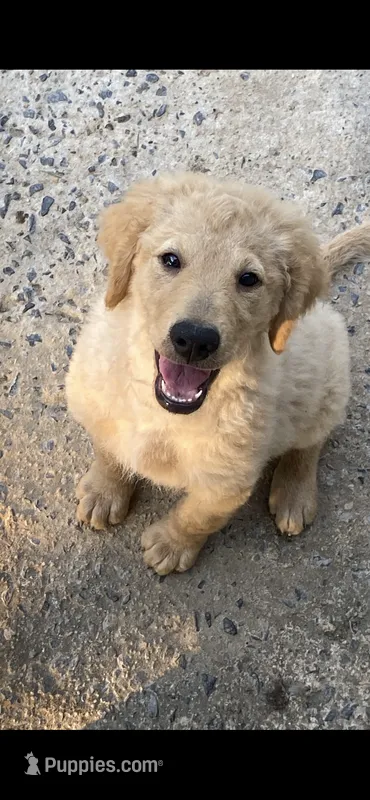 Daisy – Goldendoodle puppy for sale in Arab, AL