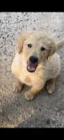 Daisy, a female Goldendoodle for sale in Arab, AL – 5 of 10