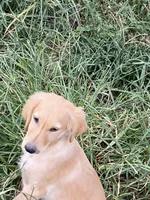Lilly, a female Goldendoodle for sale in Arab, AL – 1 of 10