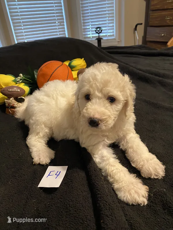 Stella – Goldendoodle puppy for sale in Arab, AL