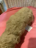 Sunshine , a female Goldendoodle for sale in Arab, AL – 6 of 6
