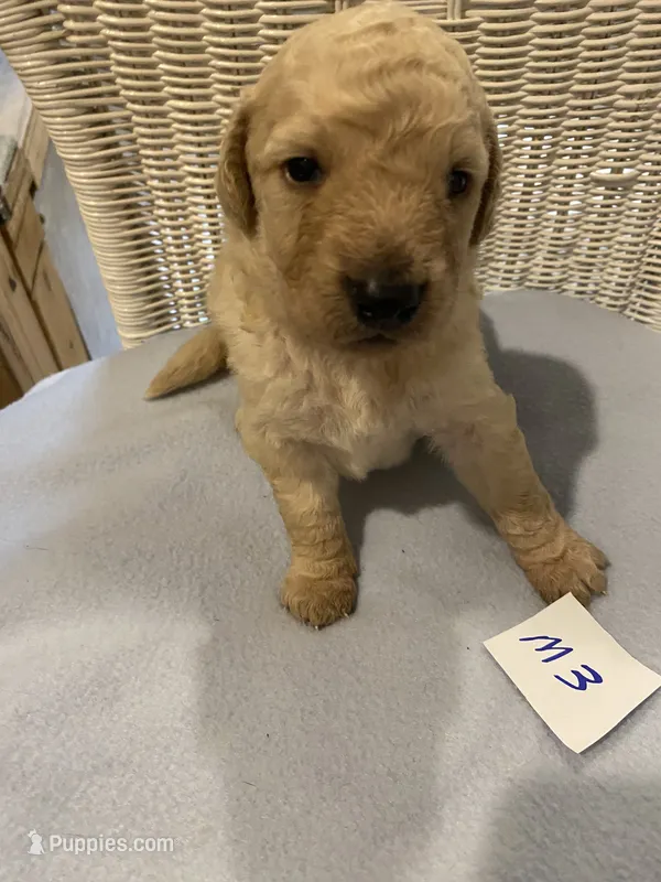 Rocky – Goldendoodle puppy for sale in Arab, AL