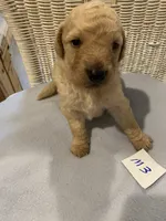 Rocky, a female Goldendoodle for sale in Arab, AL – 1 of 5