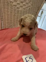 Lilly, a female Goldendoodle for sale in Arab, AL – 5 of 6
