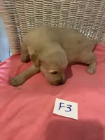 Reece, a female Goldendoodle for sale in Arab, AL – 6 of 6