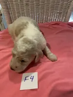 Stella, a female Goldendoodle for sale in Arab, AL – 2 of 8