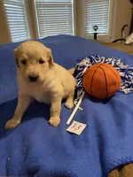 Carlie, a female Goldendoodle for sale in Arab, AL – 5 of 8