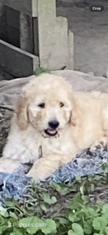 Ellie – Goldendoodle puppy for sale in Arab, AL