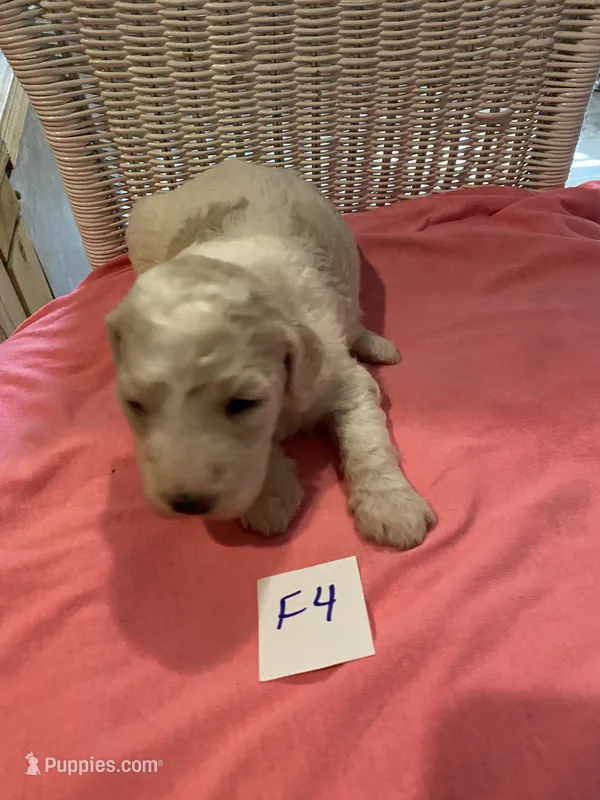 Stella – Goldendoodle puppy for sale in Arab, AL