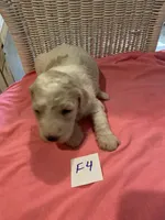 Stella, a female Goldendoodle for sale in Arab, AL – 1 of 8