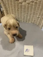 Milo, a female Goldendoodle for sale in Arab, AL – 7 of 7