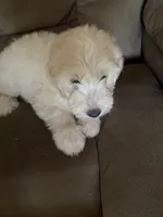 Milo, a male Goldendoodle for sale in Arab, AL – 4 of 5