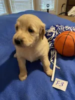 Carlie, a female Goldendoodle for sale in Arab, AL – 6 of 8