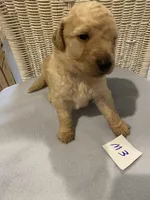 Rocky, a female Goldendoodle for sale in Arab, AL – 5 of 5
