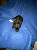 Asher, a male Goldendoodle for sale in Arab, AL – 2 of 5