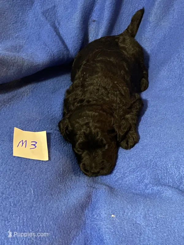 Maverick  – Goldendoodle puppy for sale in Arab, AL