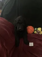 Maverick , a male Goldendoodle for sale in Arab, AL – 5 of 9