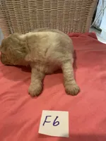 Izzy, a female Goldendoodle for sale in Arab, AL – 3 of 7