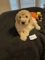 Ellie, a female Goldendoodle for sale in Arab, AL – 2 of 10