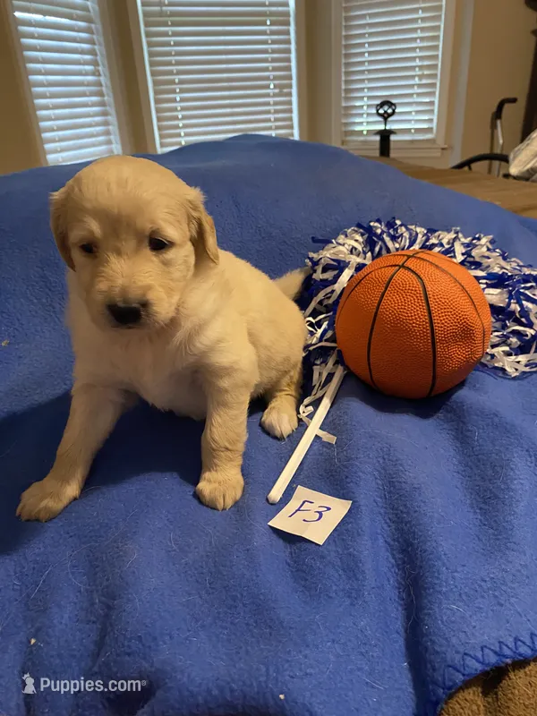 Carlie – Goldendoodle puppy for sale in Arab, AL