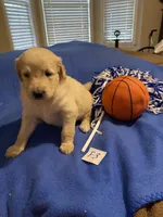 Carlie, a female Goldendoodle for sale in Arab, AL – 1 of 8