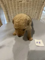 Rocky, a female Goldendoodle for sale in Arab, AL – 3 of 5