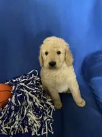 Daisy, a female Goldendoodle for sale in Arab, AL – 8 of 10
