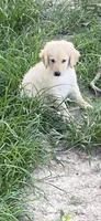 Rocky, a female Goldendoodle for sale in Arab, AL – 3 of 10