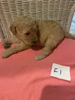 Sunshine , a female Goldendoodle for sale in Arab, AL – 4 of 6