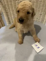 Rocky, a female Goldendoodle for sale in Arab, AL – 4 of 5