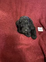 Maverick , a male Goldendoodle for sale in Arab, AL – 9 of 9