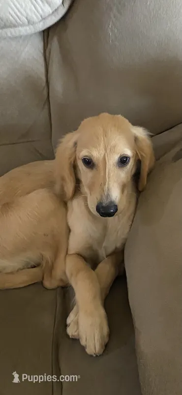Lilly – Goldendoodle puppy for sale in Arab, AL