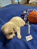Izzy, a female Goldendoodle for sale in Arab, AL – 4 of 10