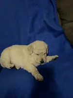Luke, a male Goldendoodle for sale in Arab, AL – 9 of 10