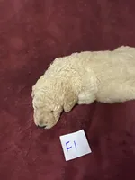 Daisy, a female Goldendoodle for sale in Arab, AL – 3 of 4