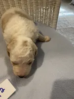 Bodie, a male Goldendoodle for sale in Arab, AL – 5 of 7