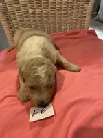 Izzy, a female Goldendoodle for sale in Arab, AL – 4 of 7