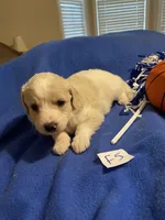 Izzy, a female Goldendoodle for sale in Arab, AL – 2 of 10
