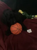 Maverick , a male Goldendoodle for sale in Arab, AL – 6 of 9
