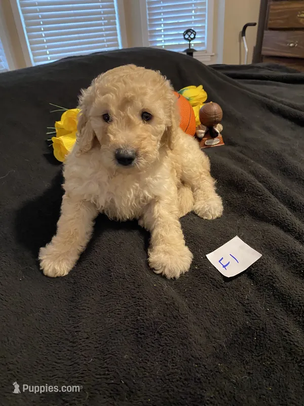 Sunshine  – Goldendoodle puppy for sale in Arab, AL