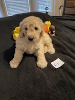 Ellie, a female Goldendoodle for sale in Arab, AL – 1 of 10
