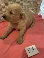 Reece, a female Goldendoodle for sale in Arab, AL – 5 of 6