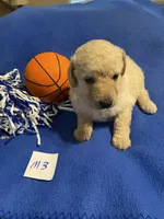 Rocky, a female Goldendoodle for sale in Arab, AL – 10 of 10