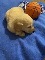 Lilly, a female Goldendoodle for sale in Arab, AL – 3 of 7