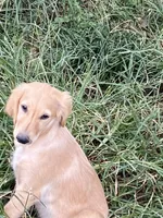 Lilly, a female Goldendoodle for sale in Arab, AL – 4 of 10