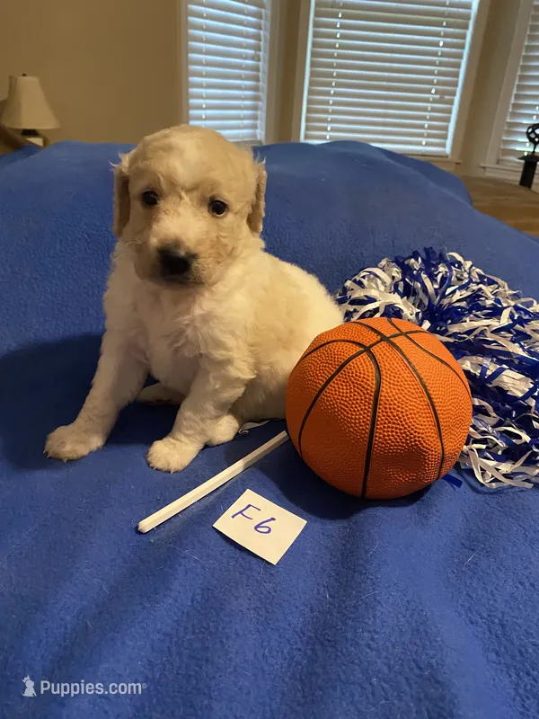 Reece – Goldendoodle puppy for sale in Arab, AL